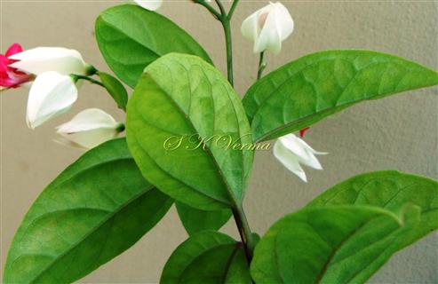  Leaves (Abaxial View)